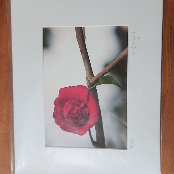 Hazel Berger Other - Camellia Peace Print by Hazel Berger 2011